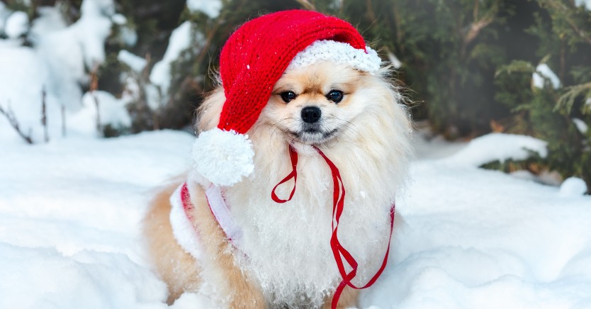 Ask Dr. Jenn: What Kind of Dog Does Santa Have?